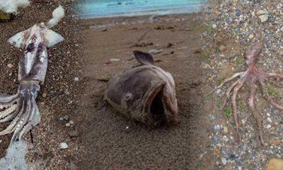 Antalya’da hortum sonrası yürek burkan görüntüler!