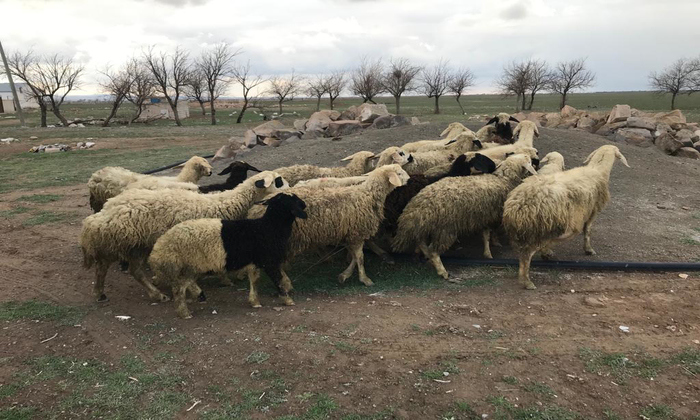 Bucakçayır’daki Koyun Hırsızları Yakalandı