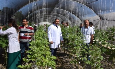 Niğde Patates Araştırma Enstitüsü 10 Çeşit Yerli Tohum Geliştirdi