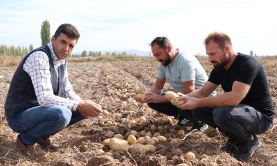 Yerli Ve Milli Patates Çeşitlerinin Hasatları Yapıldı