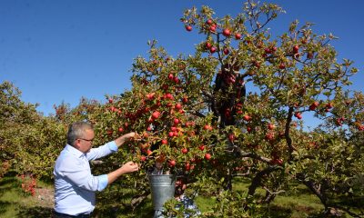 Vali Şimşek Çiftçilerle ‘Niğde elması’ Topladı