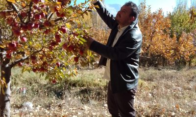 Elma Festivali / Mehmet Baş