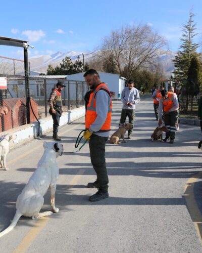 Tehlikeli Köpeklere ‘Uyum’ Eğitimi