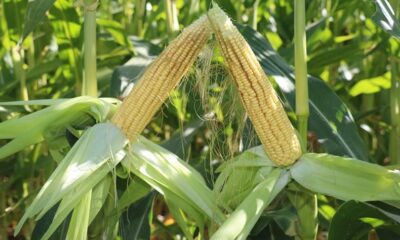 Üreticilere yem bitkisi tohumu dağıtılacak