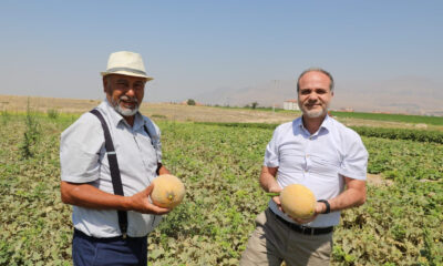 NÖHÜ’de kavun, karpuz hasadı