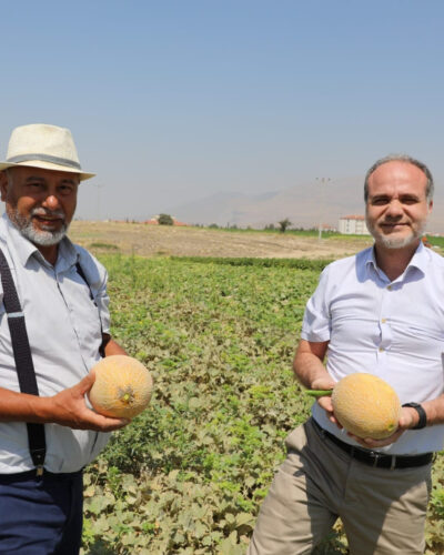 NÖHÜ’de kavun, karpuz hasadı
