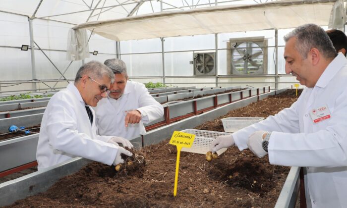 Vali Çelik’ten, yerli ve milli tohumluk hasadı