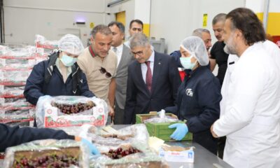NİĞDE KİRAZDA DA SÖZ SAHİBİ