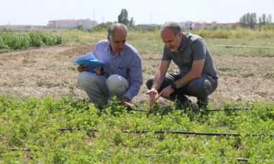 NİĞDE’NİN İLK VE TEK YERLİ YONCA ÇEŞİDİ GELİŞTİRİLDİ