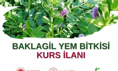 NİĞDE’DE BAKLAGİL YEM BİTKİLERİ YETİŞTİRİCİLİĞİ İÇİN SERTİFİKALI KURS DUYURUSU