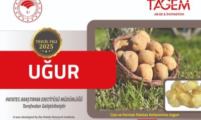 NİĞDE’DEN TÜRKİYE’YE YENİ BİR DEĞER: YERLİ CİPSLİK PATATES ‘UĞUR’