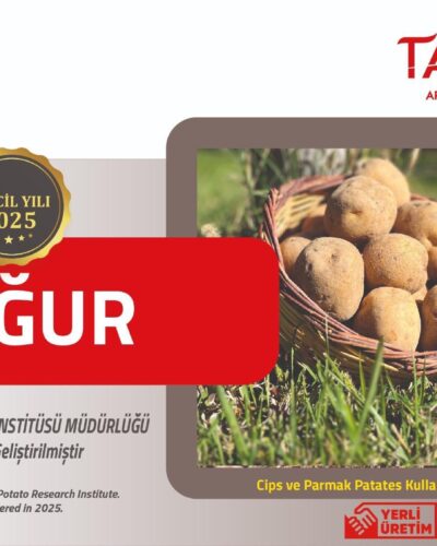 NİĞDE’DEN TÜRKİYE’YE YENİ BİR DEĞER: YERLİ CİPSLİK PATATES ‘UĞUR’