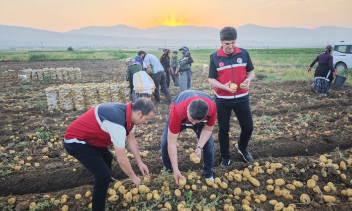 NİĞDE’DE SABAHIN İLK IŞIKLARINDA PATATES HASADI BAŞLADI