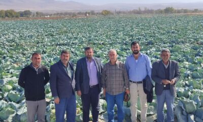 KAYNARCA’DA LAHANA BEREKETİ ÜRETİCİNİN YÜZÜ GÜLÜYOR