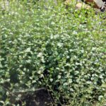 BİLİM DÜNYASINA NÖHÜ’DEN KATKI: CYCLOTRİCHİUM TULAYAE