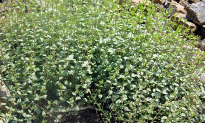 BİLİM DÜNYASINA NÖHÜ’DEN KATKI: CYCLOTRİCHİUM TULAYAE