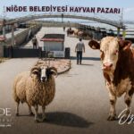 NİĞDE BELEDİYESİ KURBAN KESİM NOKTALARINI AÇIKLADI