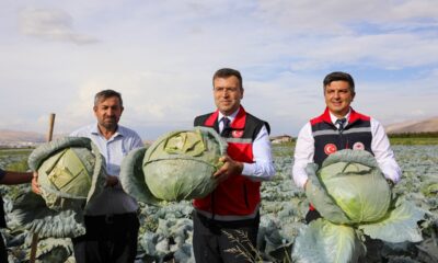 VALİ AKMEŞE KAYNARCA’DA ÜRETİCİLERLE HASADA KATILDI